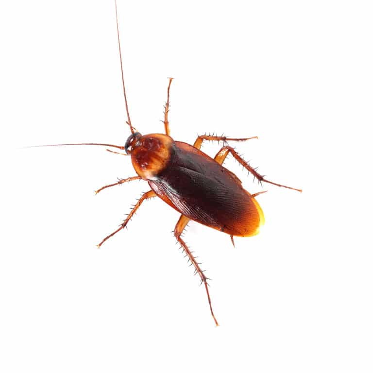 Cockroach Identification Orange County, CA | Cura Termite and Pest Control